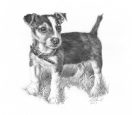 'Just Gorgeous' Jack Russell Pup