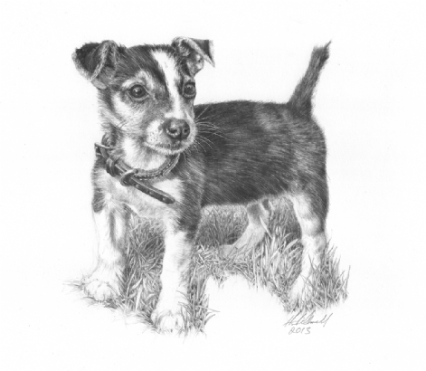'Just Gorgeous' Jack Russell Pup