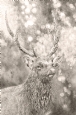 Muddy Stag