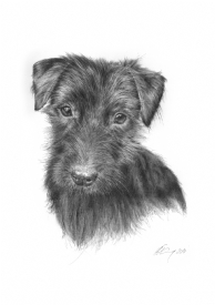 Patterdale Pup