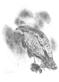 Buzzard