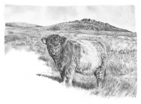 Galloway Bull