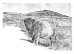 Galloway Bull