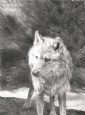 'NATAA' ALPHA MALE WOLF