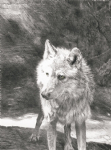 'NATAA' ALPHA MALE WOLF