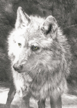 'Nataa' Alpha male wolf