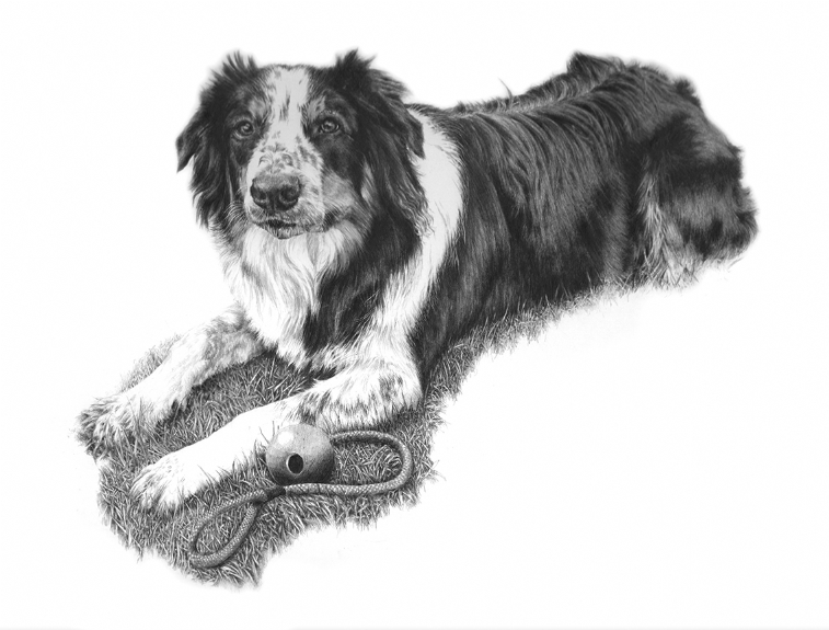 Collie