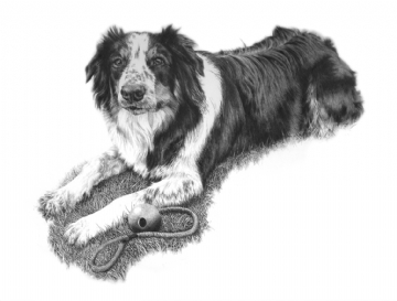 Collie