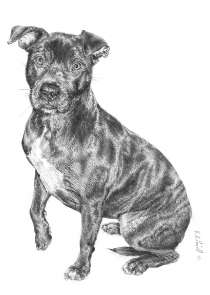 Staffordshire Bull Terrier