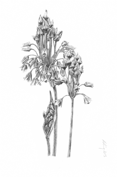 Nectaroscordum siculum