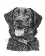 Flat Coat Retriever X GSD