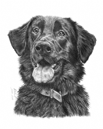 Flat Coat Retriever X GSD