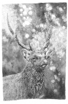 Muddy Stag