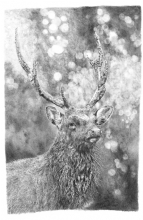 Muddy Stag