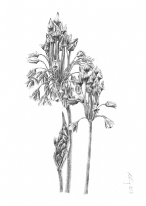 Nectaroscordum siculum