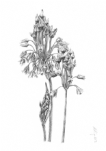 Nectaroscordum siculum